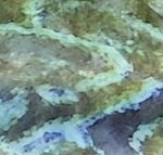 Green Camo