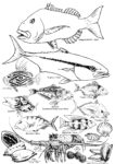 NZ Fish I.D