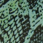 Green Snakeskin
